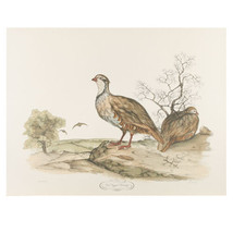 &quot;Red Legged Partridge&quot; by Jerome Trolliet Litho on Paper Penn Prints 19 ... - $187.10