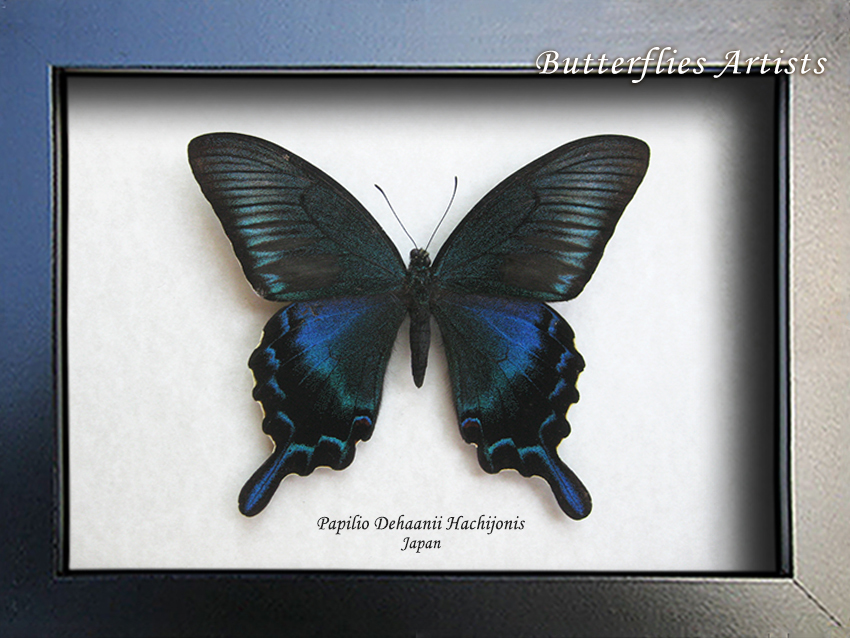 RARE Papilio Dehaanii Japanese Peacock Real Butterfly Entomology