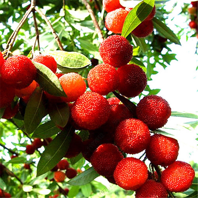 5pcs Waxberry Seeds Yumberry Myrica Rubra Red Bayberry Yangmei