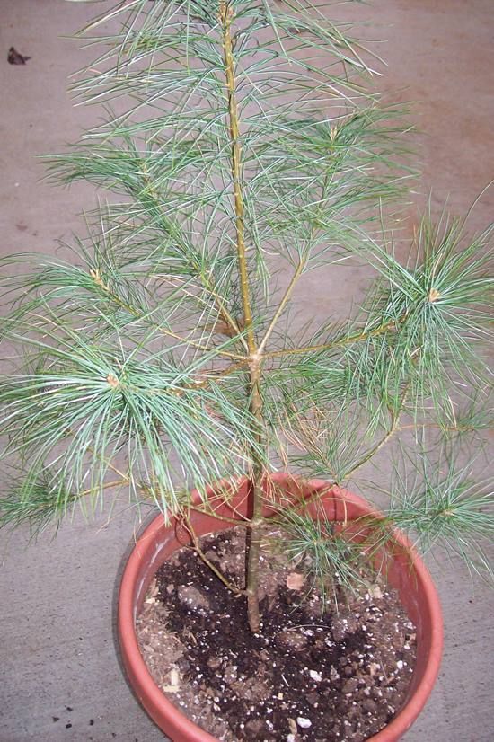 25" Eastern White Pine starter tree FREE SHIPPING evergreen transplant