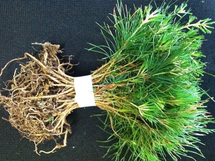 25 white pine starter trees 18 inch evergreen transplant seedlings Trees