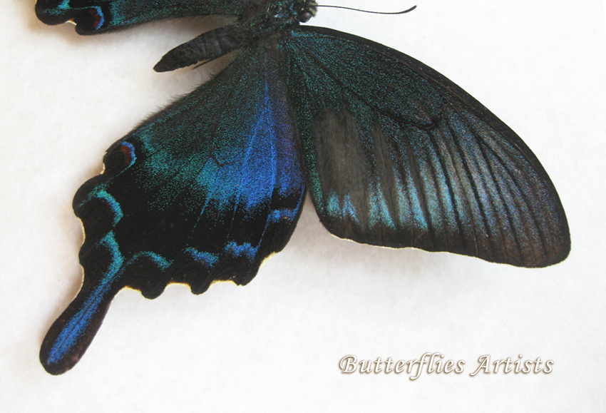 RARE Papilio Dehaanii Japanese Peacock Real Butterfly Entomology