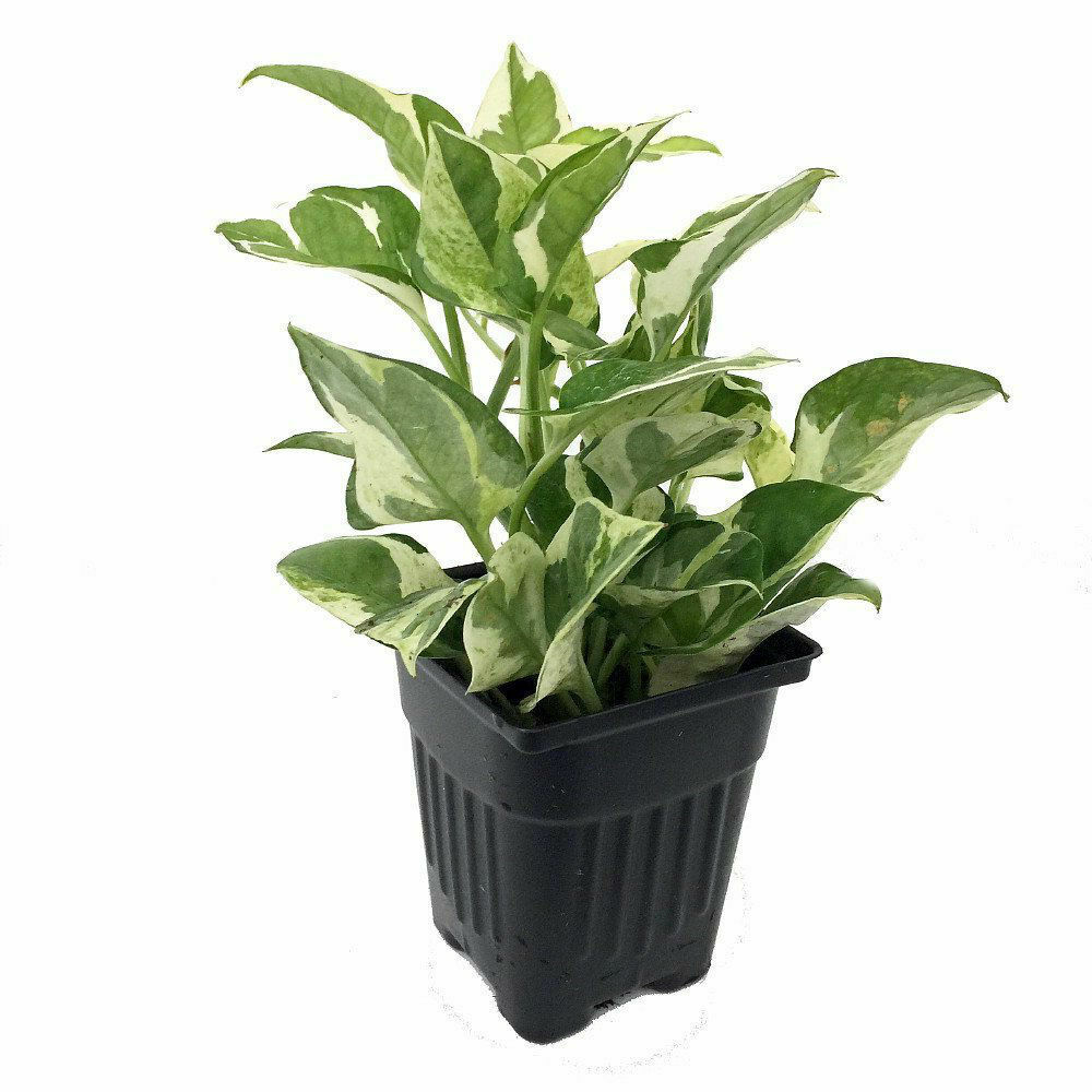 Pearls & Jade Double Dip Devil's Ivy (Epipremnum Aureum) 4" Pot Live