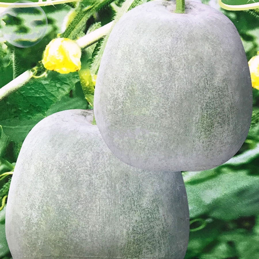 10 seed, 5 pack Wax Gourd Small Round White Gourd, healthy Vegetable DO
