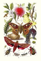 Emperor Moth, Elephant Hawk Moth, Tortoise Beetle 20 x 30 Poster - $25.98