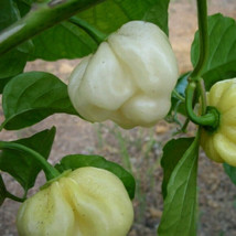 Trinidad 7 Pot (pod) WHITE 10 Seeds very rare Hot pepper Extreme Spice H... - $3.84