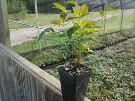 10 Domestic Nandina plants 2.5" pots (Heavenly bamboo) image 3