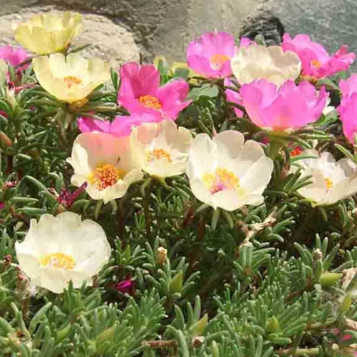 MOSS ROSE GRANDIFLORA 600 SEEDS BEAUTIFUL FLOWERS GROUNDCOVER DROUGHT