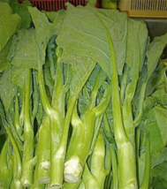 1500  "Chinese Broccolini" Seeds - Green Gai Lan -  Gailan - Kailaan  -  Non-GMO image 3