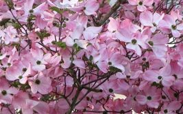Pink Dogwood tree 10-16" tall quart pot image 3