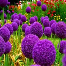 20 Giant Ball Onion Allium Christophii Huge Hardy Flower Seeds #SHN21 - $21.17