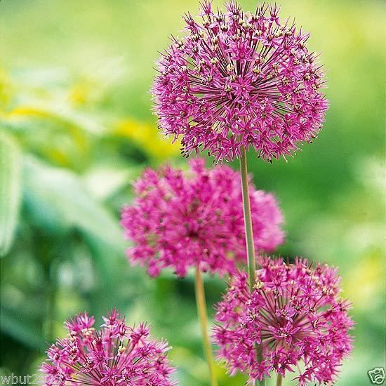 Allium 'Purple Sensation' (9 Bulbs) large violet-purple globe shaped ...