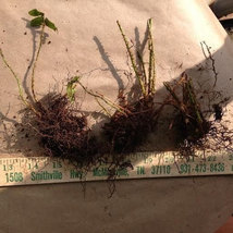 Christmas Fern 5 rhizomes/root (Polystichum acrostichoides) image 3