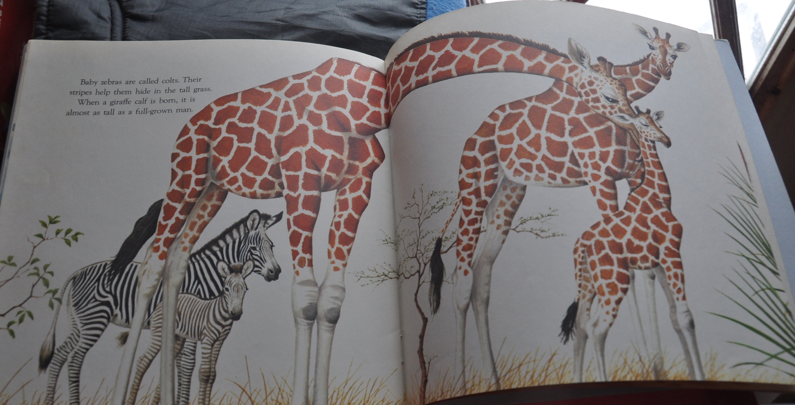 Great Picture Book of All Kinds of Baby Animals Animal Babies Harry