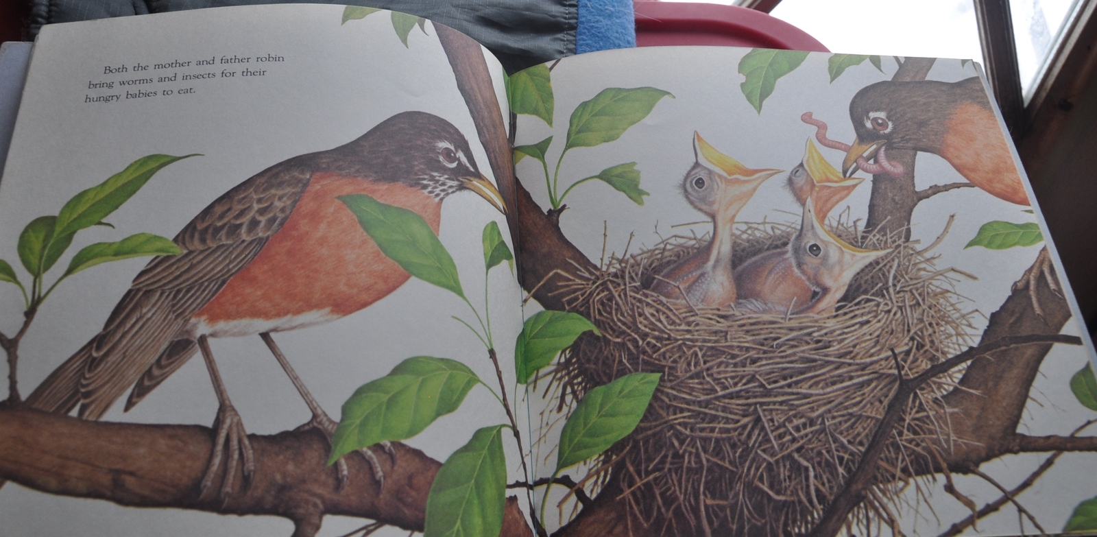 Great Picture Book of All Kinds of Baby Animals Animal Babies Harry