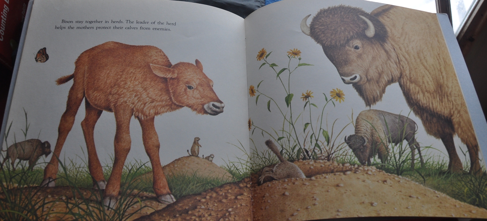 Great Picture Book of All Kinds of Baby Animals Animal Babies Harry