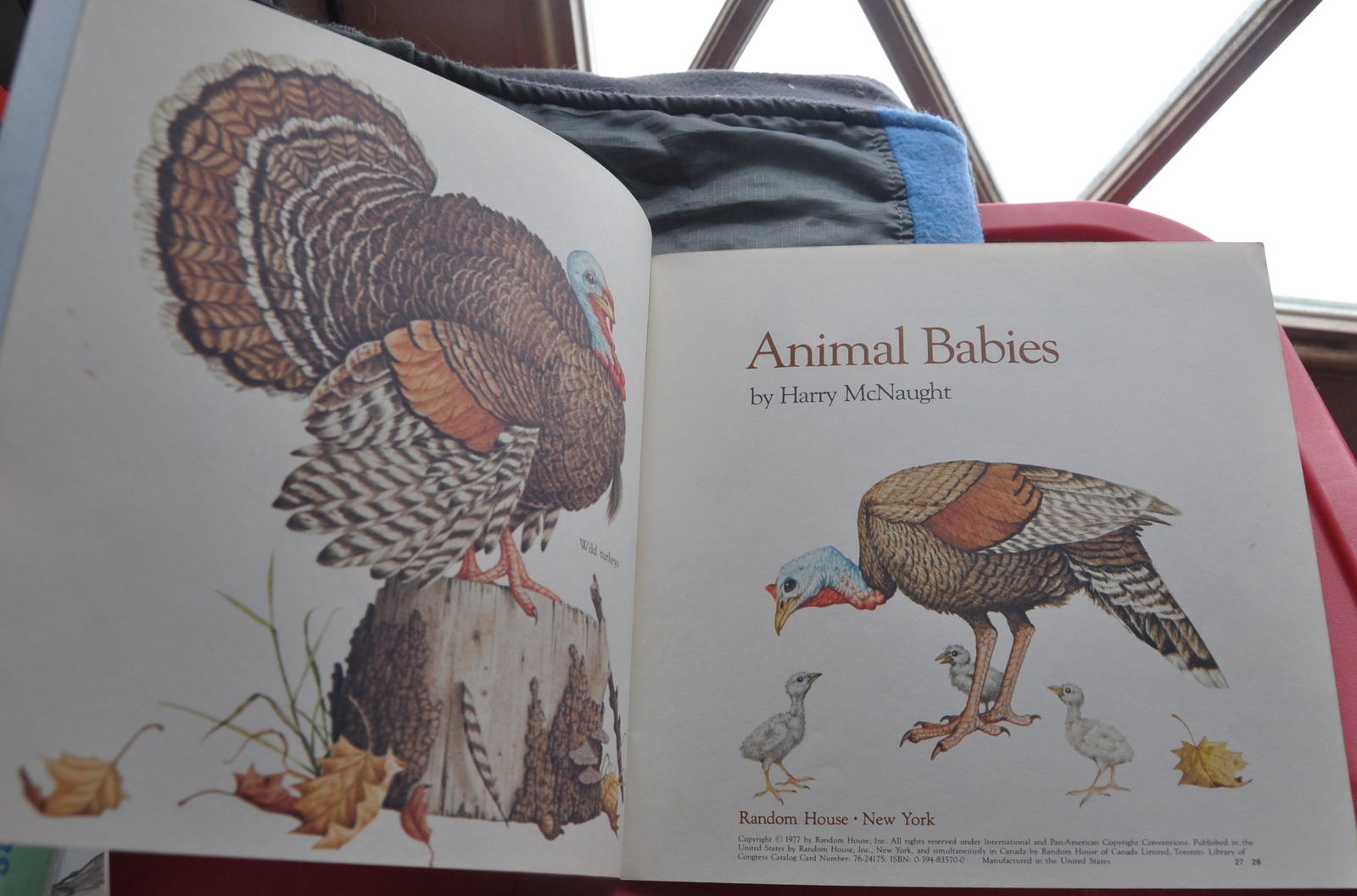 Great Picture Book of All Kinds of Baby Animals Animal Babies Harry