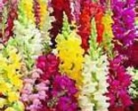 Snapdragon giant tetra mix 100 flower seeds thumb155 crop