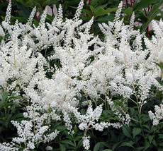 Astilbe Gladstone 55 Bare Root Divisions - $229.35
