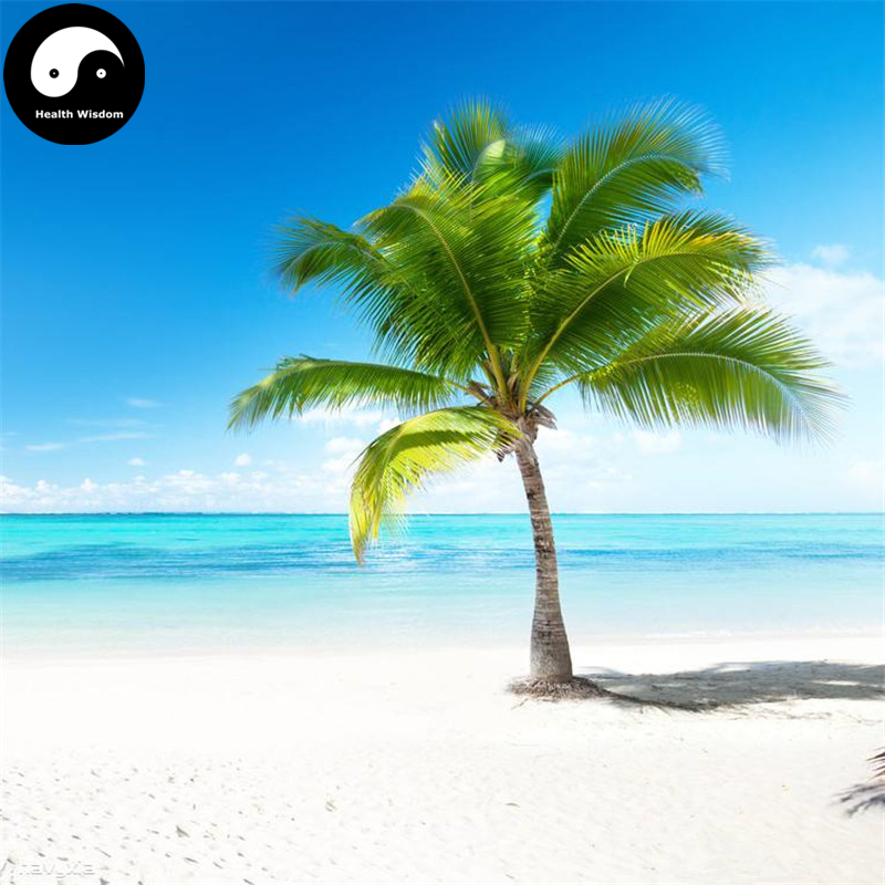 Buy Trachycarpus Fortunei Tree Seeds 60pcs Plant Chinese ...