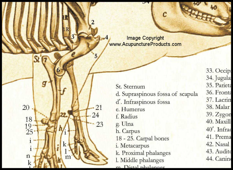 Pig Anatomy Chart