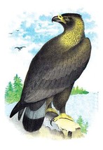 Golden Eagle, Ring-Tailed Eagle - $19.97