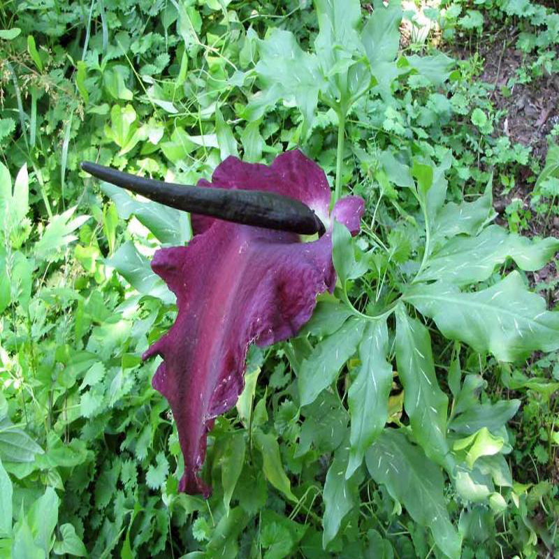 100 of Rare Voodoo Lily Seeds Snake Lily Flower Seeds Tropical Plante ...