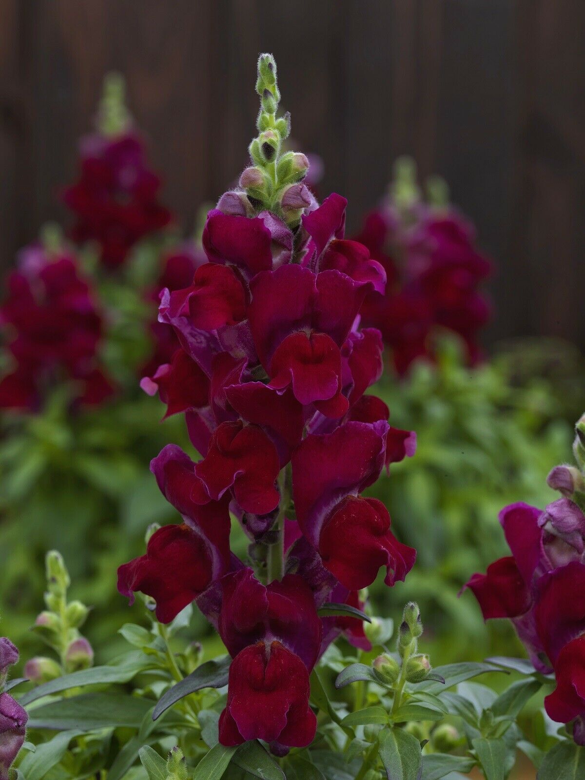 Primary image for MPB#4 Snapdragon Seeds Snapdragon Candy Tops Red 50 Pelleted Seeds