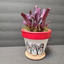Purple Heart Plant in Hand-painted Planter, 4" Houseplant, Christmas Plant Pot
