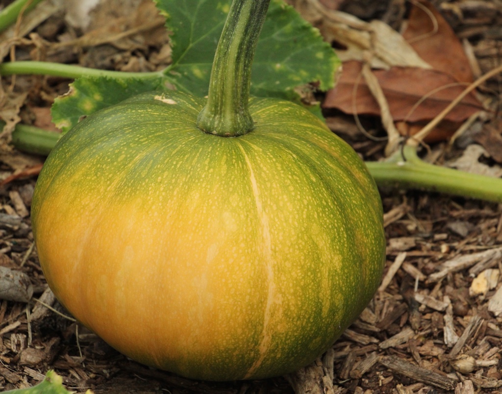 10 Seeds - Organic Seminole Pumpkin Squash - Seeds & Bulbs