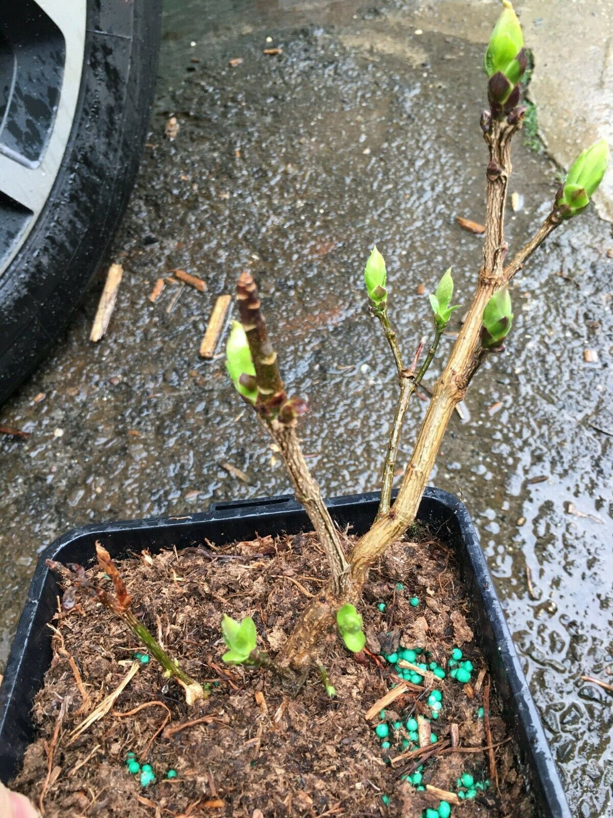 1 Bare Root Lilac Sensation One Year Old Plant Flowers Outdoor