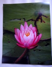 Beautiful Pink Water Lily 11x14 unframed photo - $22.00