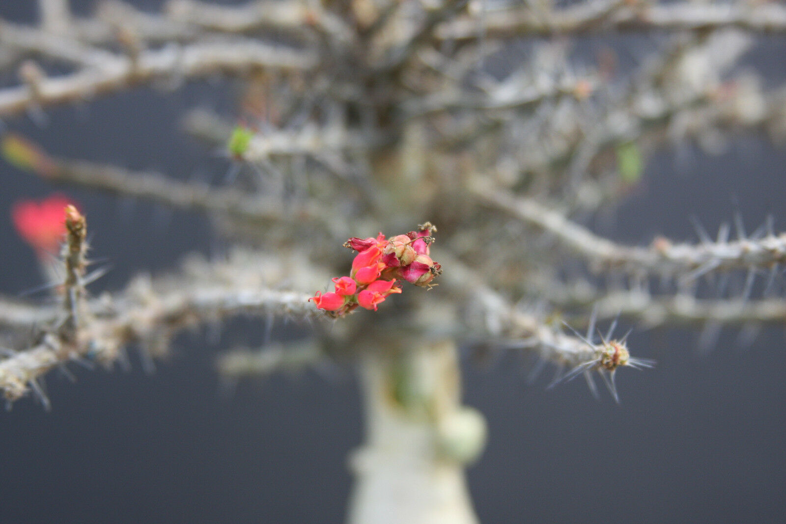 Euphorbia Neohumbertii (RFS) Semilla Exótica De Suculenta Rara De Bonsái De Palma De Madagascar 5 Semillas