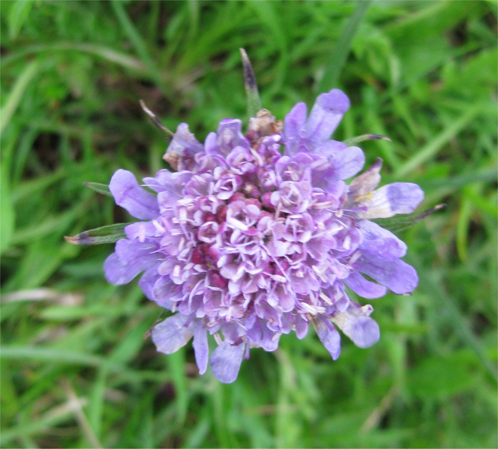 150 Seeds Scabious Sweet Mediterranean Scabiosa Pincushion Glossy ...