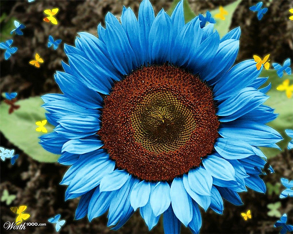 40 Rare Blue dwarf Sunflower Seeds - Other Plants, Seeds & Bulbs