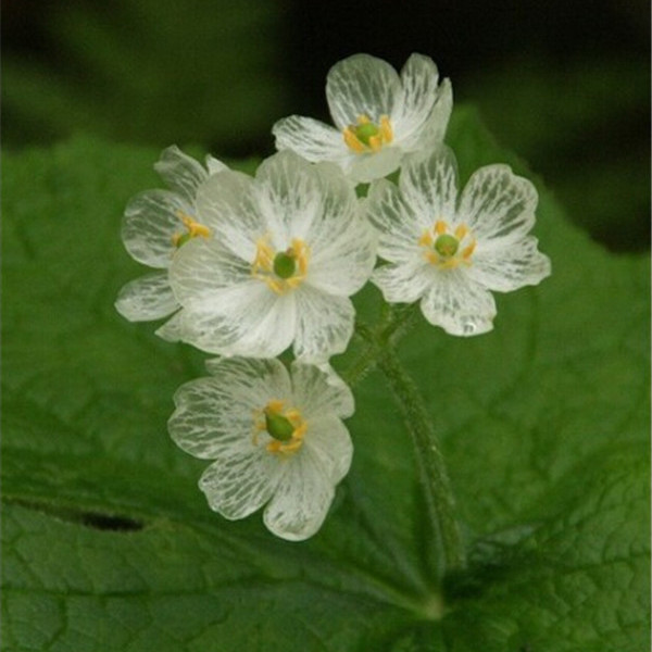200 Seeds Skeleton Flowers Seeds , Beautiful Flower Seeds Houseplants