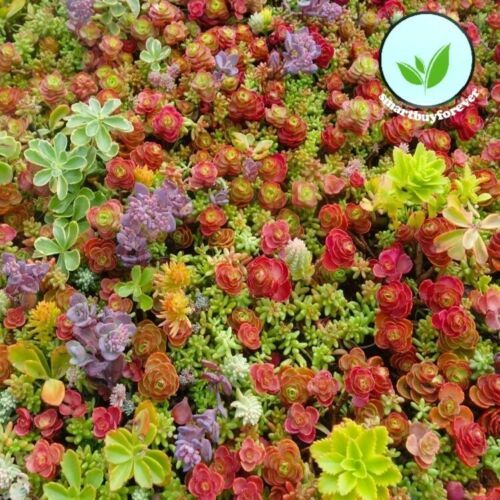 100+ Seeds Sedum mixed *succulents * Lithops excellent performing