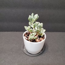 Live Succulent in White Pot, Deltoid Leaved Dew Plant, Oscularia Deltoides