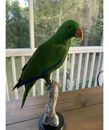 taxidermy Bir  parrot adult  on a wooden base - $995.00