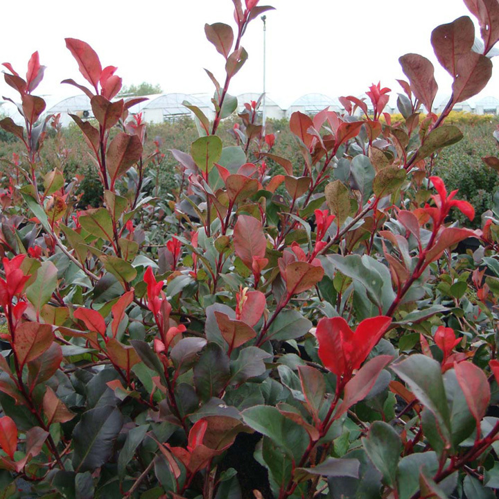 5 gallon red tip photinia