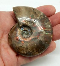3&quot; Natural Red Opalized Iridescent Ammonite Fossil Specimen Madagascar A721 - $27.99