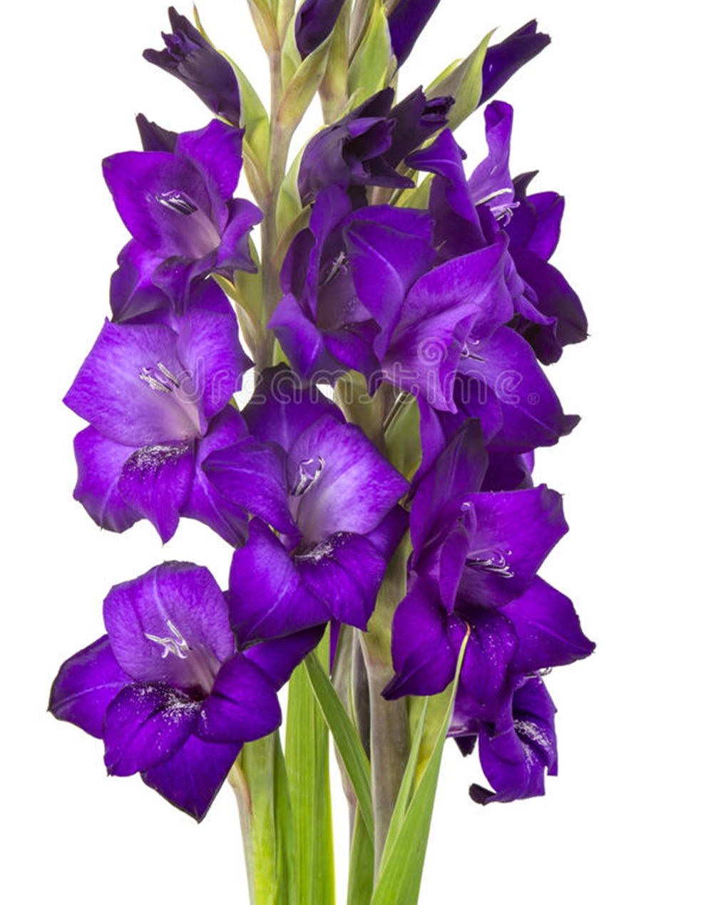 Gladiolus Bulbs,Purple Gladiolus Flowers,Not Gladiolus Seed,Symbolizes
