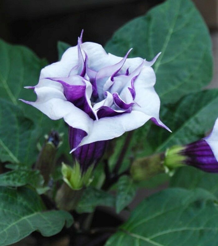 Double Purple Devil's Trumpet Seed Datura Flower Garden Seeds (0.25g