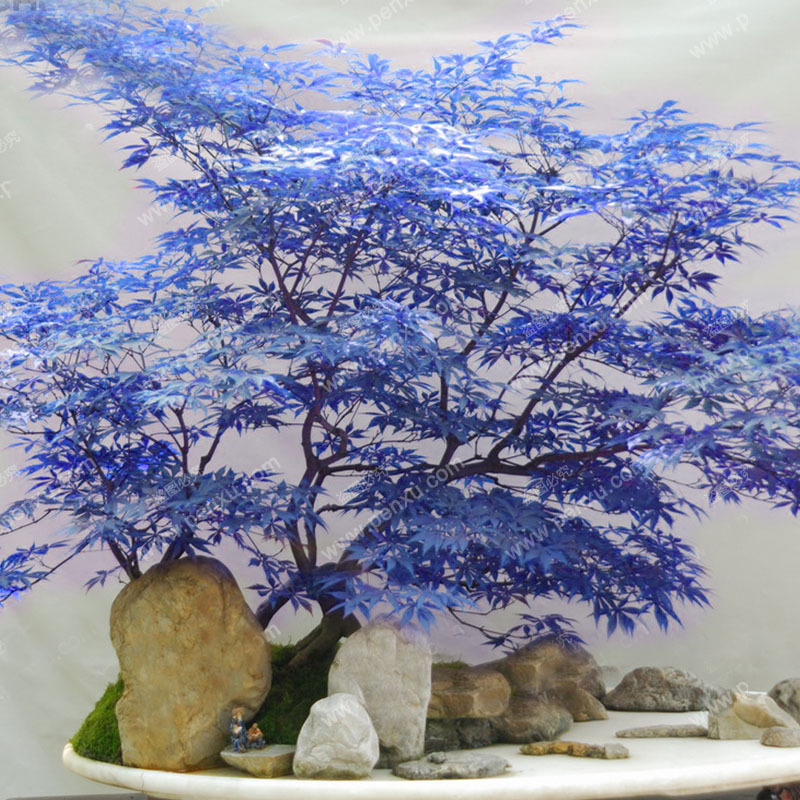 20 Seeds Rare Blue Maple Seeds Maple Bonsai Tree Plants Potted Garden