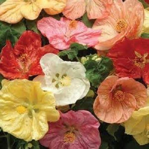 15 Flowering giant maple Mix Seeds-1082