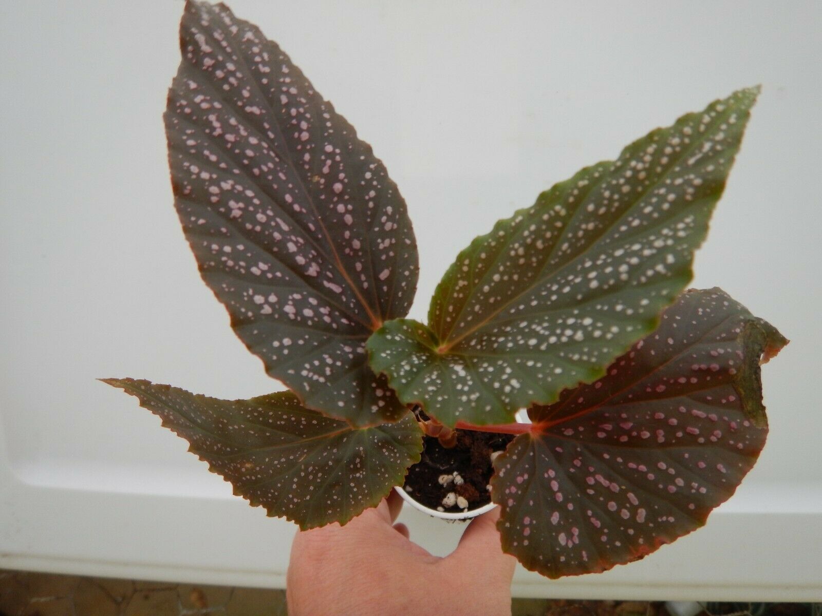 Angelwing Begonia "Benigo Pink"  Well Rooted Starter Plant**Ships without Pot!* 