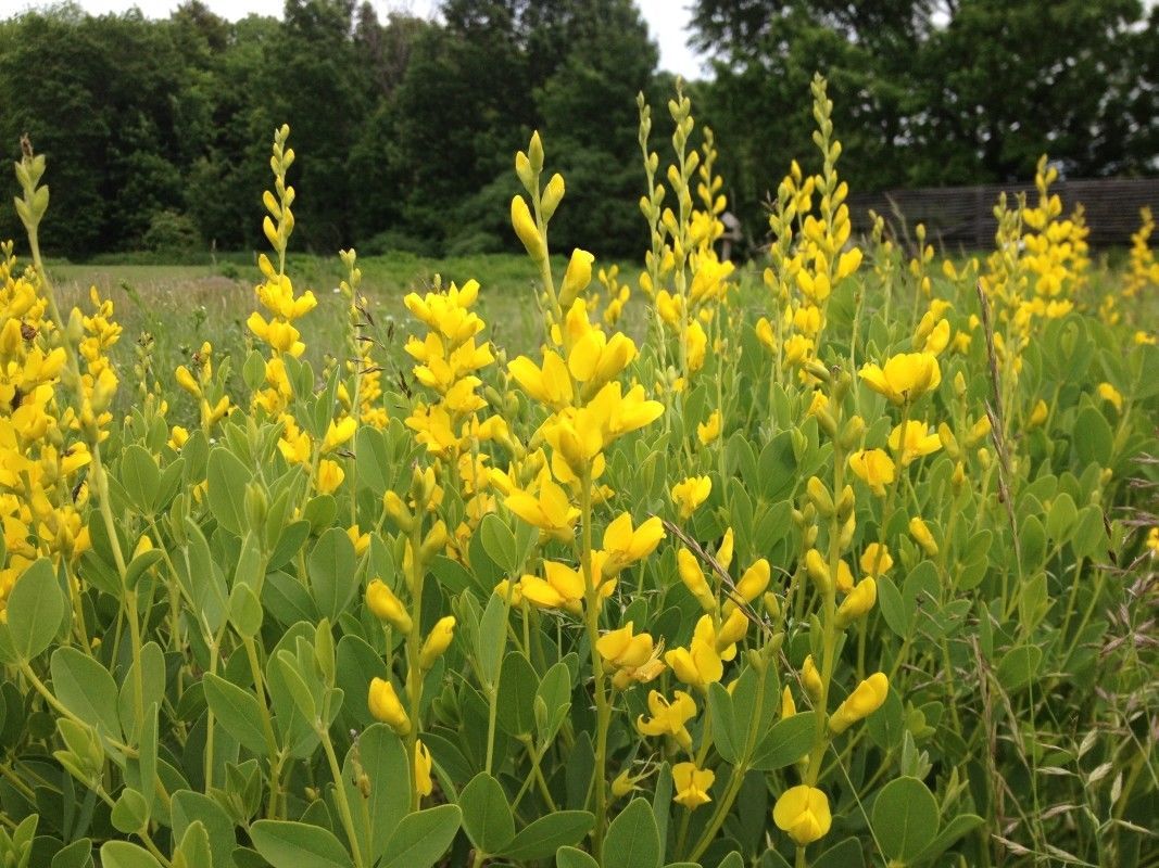 SHIP From US, 100 Seeds Large Yellow Wild Indigo Seeds, DIY Home Flower ...