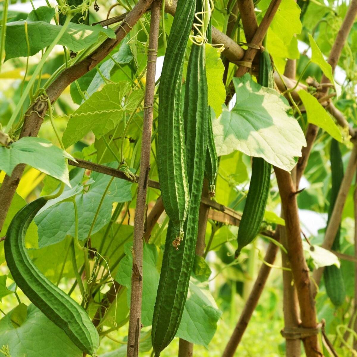 Primary image for 20 BUAB LAEM Luffa Angled Gourd seeds, Chinese Okra Seeds
