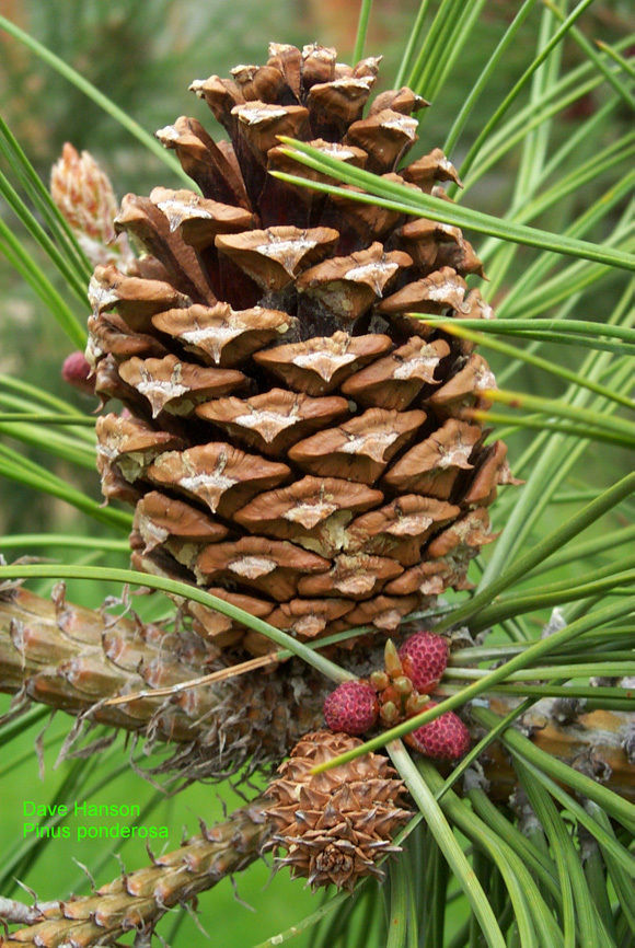 Ponderosa Pine Tree, Pinus ponderosa, 30 Seeds - Tree Seeds