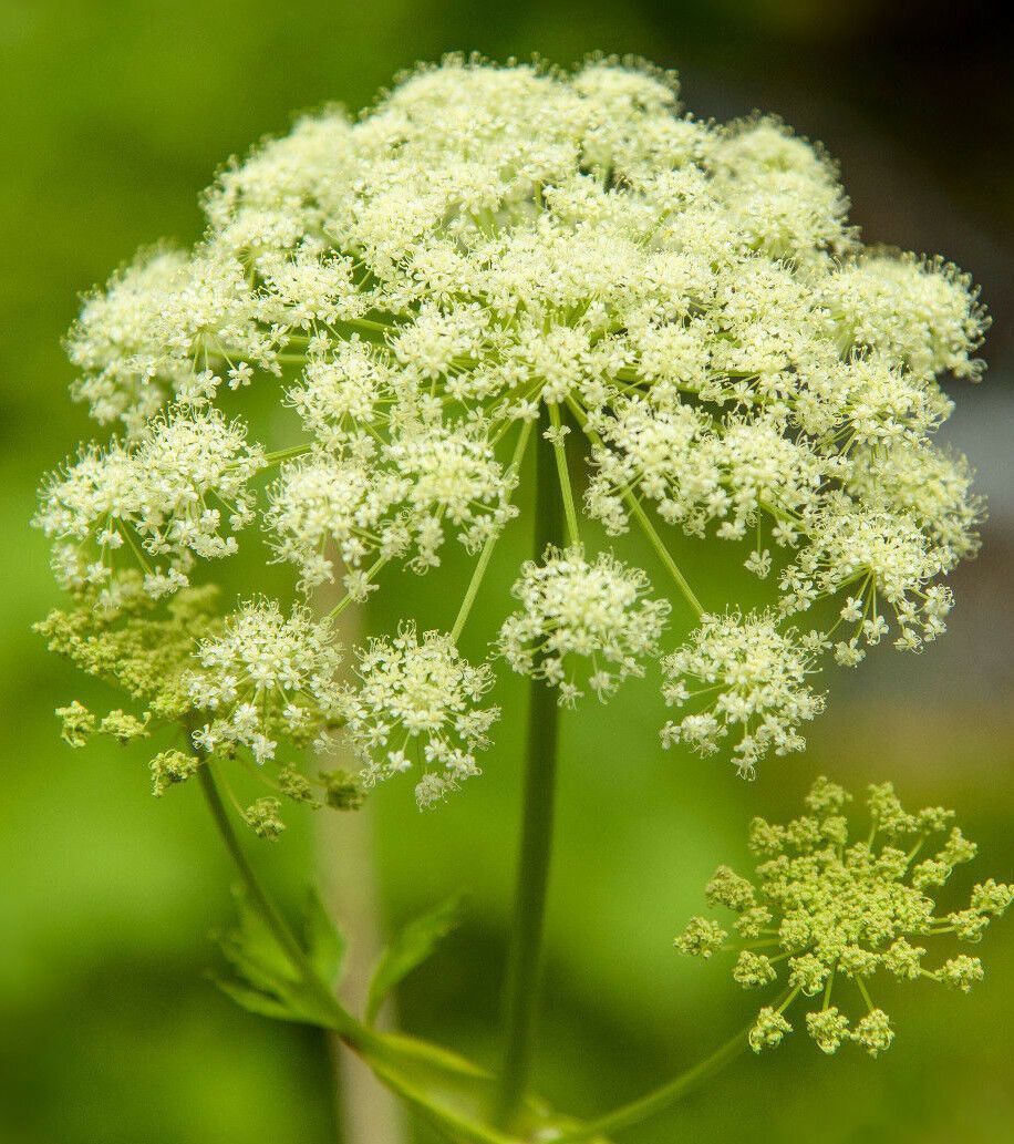 Water hemlock, *poison hemlock* 100 seeds, hardy zone 5-9, EZ to grow ...